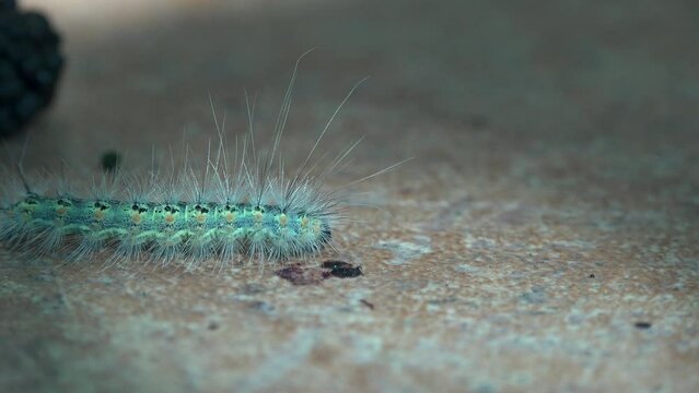 Green hairy fluffy caterpillar crawls along concrete path in search of food, early in morning in bright sun. View Macro insect in wildlife