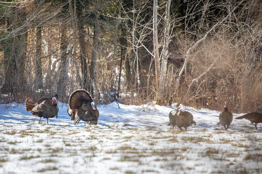 Strutting for the ladies, Male eastern turkey in full strut,  sun backlite field snow covered field. 
