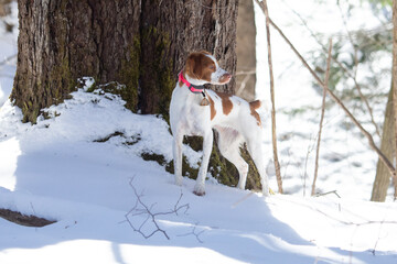 Proud puppy dog standing in snow covered woods with dark tree in background on a bright winter day