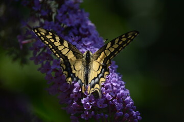 farfalla