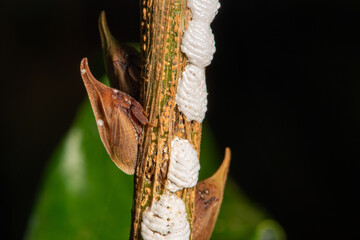 Insect, beautiful insects seen through a macro lens, black background, selective focus.
