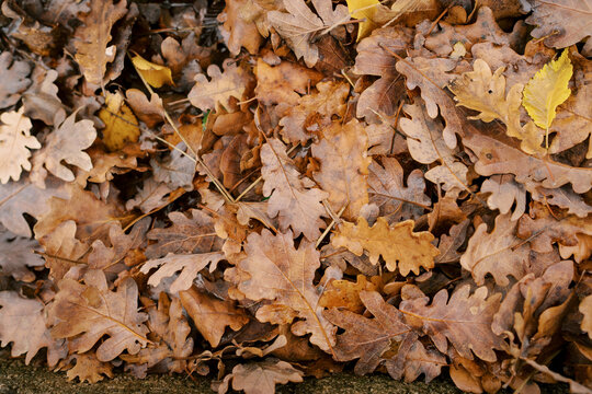 Fallen autumn oak leaves lie on the ground