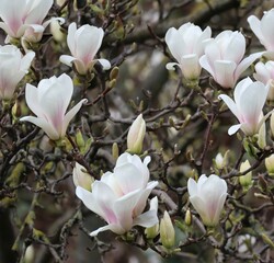 Yulan magnolia Flower detail