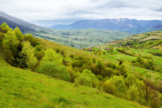 carpathian countryside scenery of ukraine on a cloudy day in spring. forest on a grassy hills in valley. krasna mountain range in the far distance beneath an overcaset sky