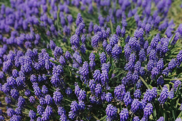 Muscari armeniacum ornamental springtime flowers in bloom, Armenian grape hyacinth flowering blue plants in spring time garden