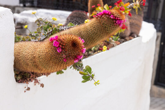 Blooming Cacti of the Mammillaria family on a wall in the canary island Gran Canaria