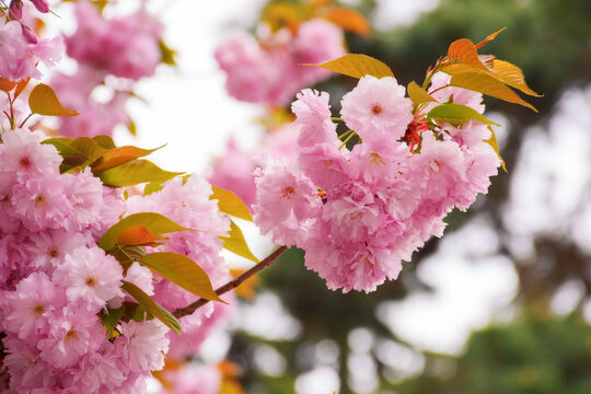 lush pink sakura blossom background. sunny weather in spring