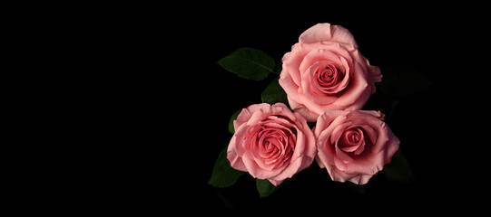 Pink roses on a dark mirror background.