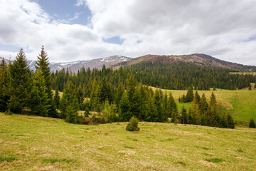 panoramic view of carpathian countryside in spring. mountainous countryside landscape of ukraine with forested rolling hills and grassy meadows on a cloudy day