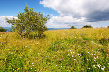 deciduous tree on the grassy meadow. nature scenery in summer. sunny weather with fluffy clouds on the sky