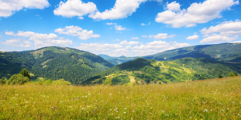 grassy meadows on the hills of ukrainian highlands. sustainable life in carpathian rural area. mountainous countryside landscape in summer