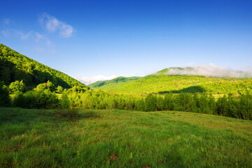carpathian countryside scenery in spring. mountainous landscape of ukraine with grassy field in front of a forested hill beneath a blue sky with fluffy clouds in morning dappled light