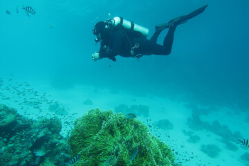 Naklejka na ściany i meble Scuba Diver in the Red Sea