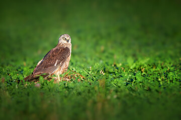 The western marsh harrier - Circus aeruginosus is a large harrier, a bird of prey.