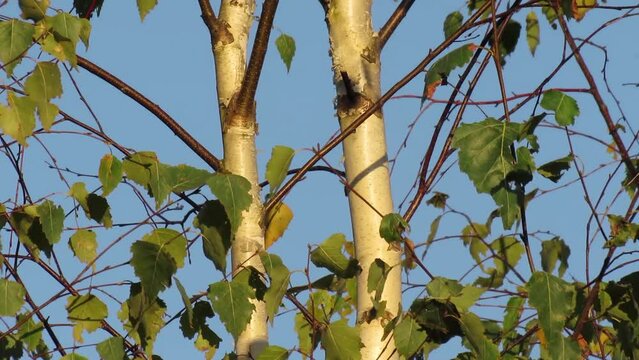 young trunks of birch trees with leaves.