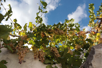  Ripe white grapes against a background of a stone white wall and blue sky. Alberobello, Puglia, Italy