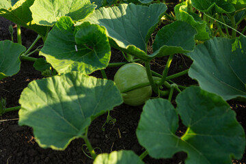  squash plant growing on the ground organic food - 766570565