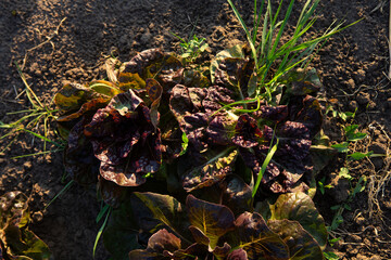 lettuce growing on the ground organic food - 766570703
