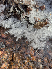 thin transparent ice on a puddle in the park on a spring day, foliage through the ice, dry grass through ice