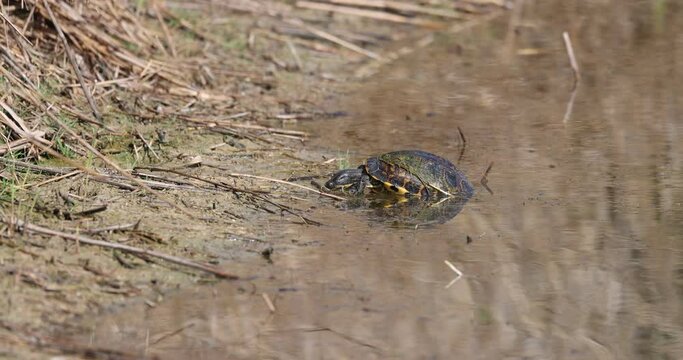 The European pond turtle or European pond terrapin or European pond tortoise (Emys orbicularis).