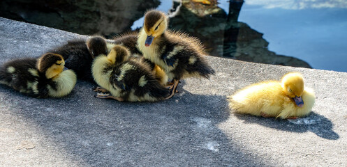 Ducklings sun bathing at the park