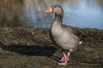 Naklejka na ściany i meble A greylag goose walks along the bank of a body of water towards the viewer. There is water in the background.