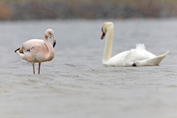 Greater flamingo (Phoenicopterus roseus) resting in heavy rain.