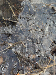 thin transparent ice on a puddle in the park on a spring day, foliage through the ice, dry grass through ice
