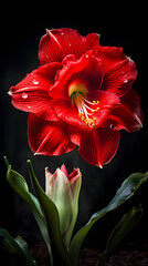 A Captivating Display of Nature's Vibrancy: Amaryllis in Full Bloom