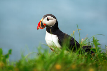 Portrait of puffin bird in green grass on the background of the sea. Iceland