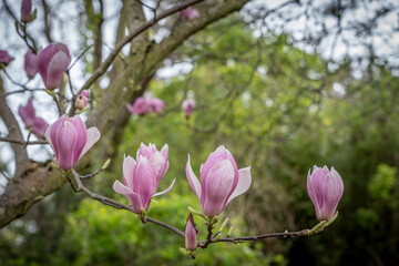 Gennevilliers, France - 03 16 2024: Chanteraines park. Nature in bloom in spring season. View of a Pink magnolia in bloom in the japanese park.