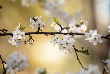 Apricot tree blossoms - 766576975