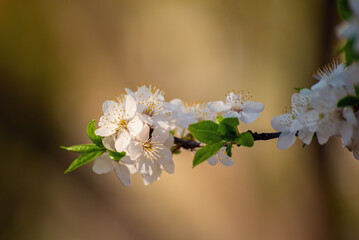 Apricot tree blossoms - 766577387