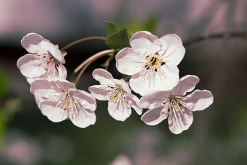 Cherry flowers frame