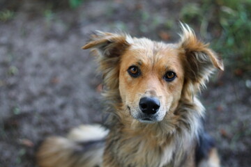 portrait of a dog