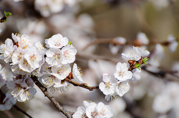 Apricot tree blossoms