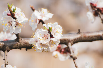 Apricot tree blossoms - 766580145