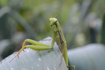mantide religiosa