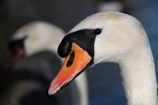 Close-up of the head of a white mute swan swimming in front of another swan on a body of water.