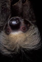 A closeup portrait of a 2-toed sloth hanging upside down.