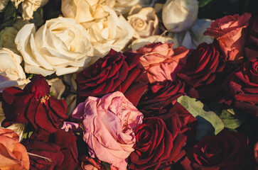 Red roses garden - 766580565