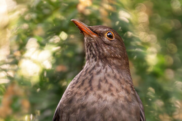Amsel im Baum