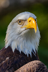 american bald eagle