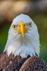 portrait of a bald eagle