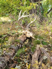 Deer Skull in Forest