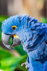 blue and yellow macaw