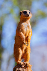 meerkat on guard