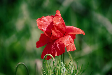 Red spring poppy - 766581512