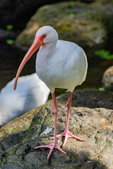 red stork