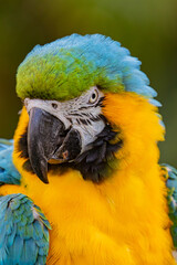 blue and gold macaw